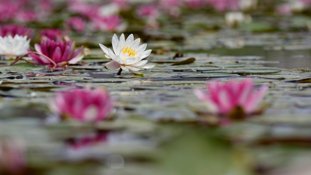 In pics: water lilies at China Flower Expo Park in Yinchuan, China's Ningxia
