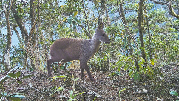 Cameras discover secrets of Mangshan
