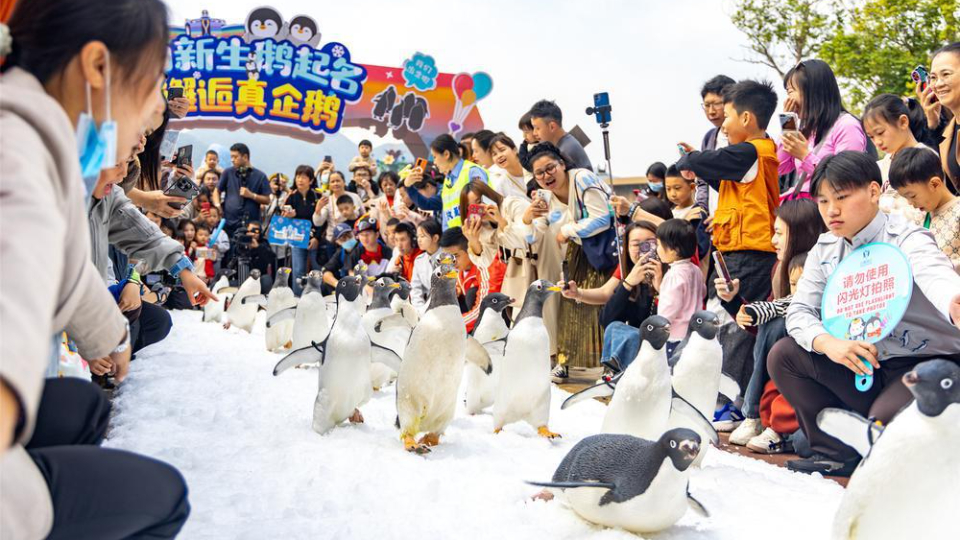 The 'Penguin Baby Meeting' is held at Chimelong Penguin Hotel in Zhuhai