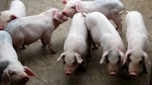 仔猪价格腰斩销量下滑 业内人士认为:或未“触底” 仔猪价格腰斩销量下滑 业内人士认为:或未“触底”