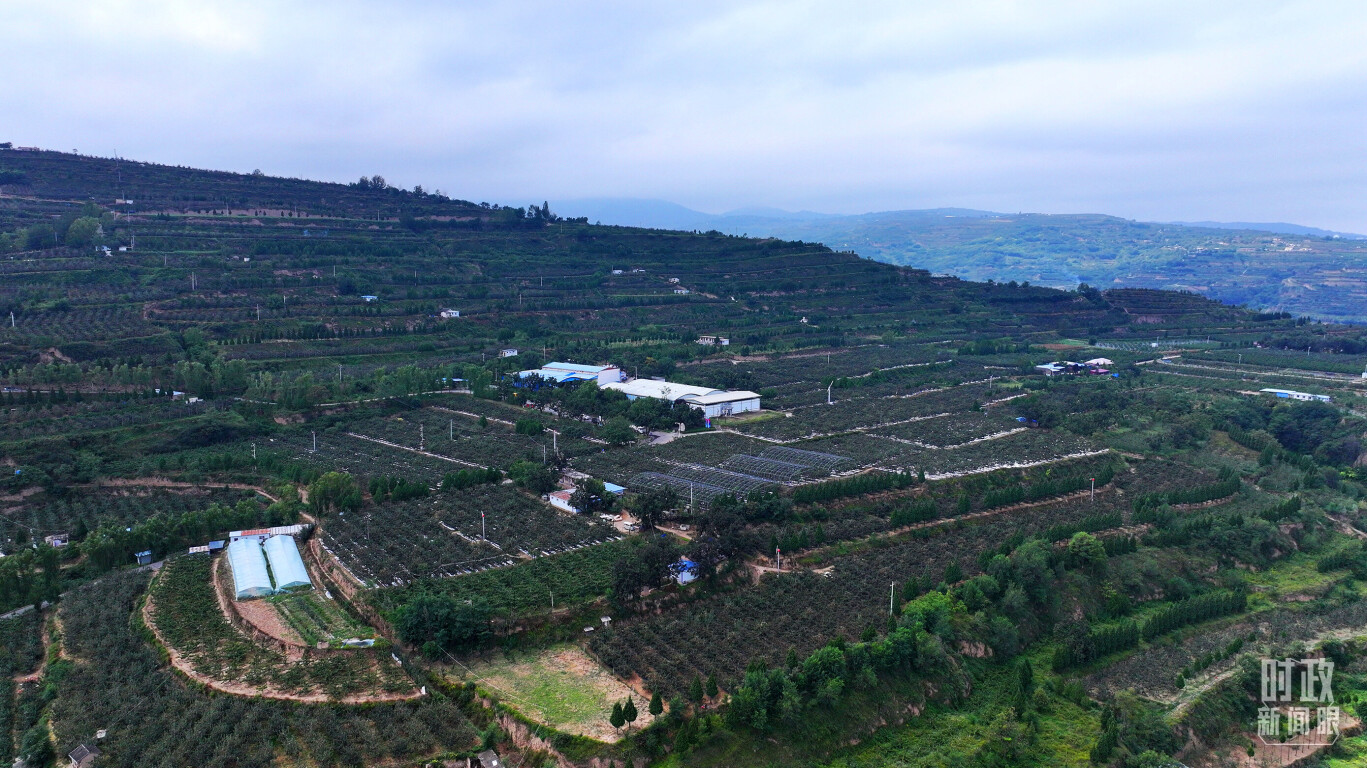 △ 麦积区南山花牛苹果基地。（总台央视记者范凯拍摄）