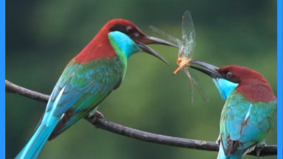 Nanling Mountains: a verdant haven for wildlife