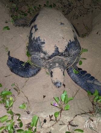 7月9日，野生雌性海龟在海龟保护区登陆产卵。受访者供图