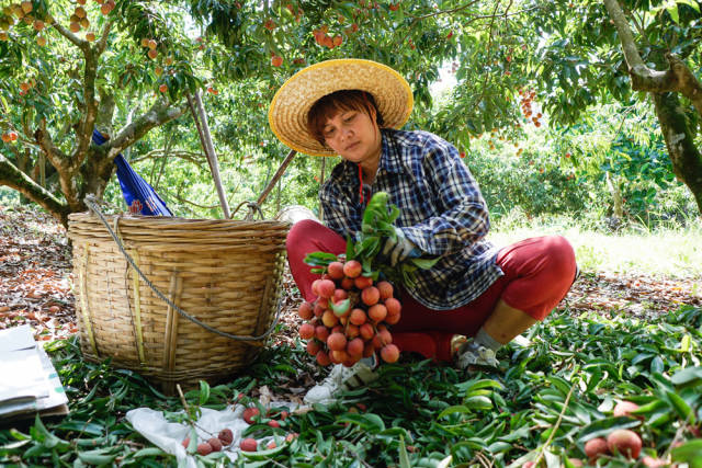 荔枝是阳江市的特色农业,图为阳江市阳东区北甘村村民在采摘荔枝。 荔枝是阳江市的特色农业,图为阳江市阳东区北甘村村民在采摘荔枝。