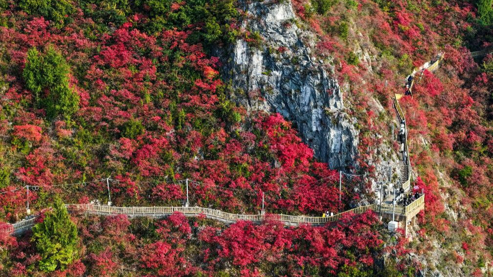 Red leaves dye mountains along Wuxia Gorge in SW China's Chongqing