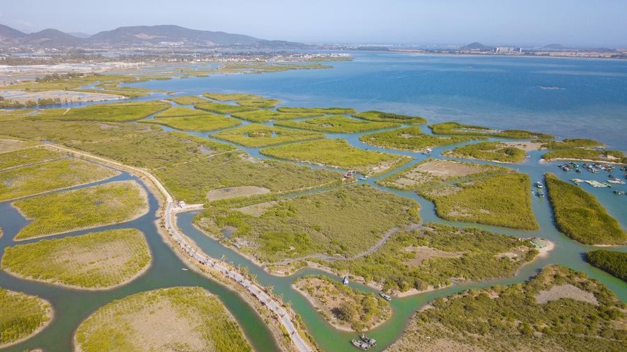 China releases first standards for mangrove restoration