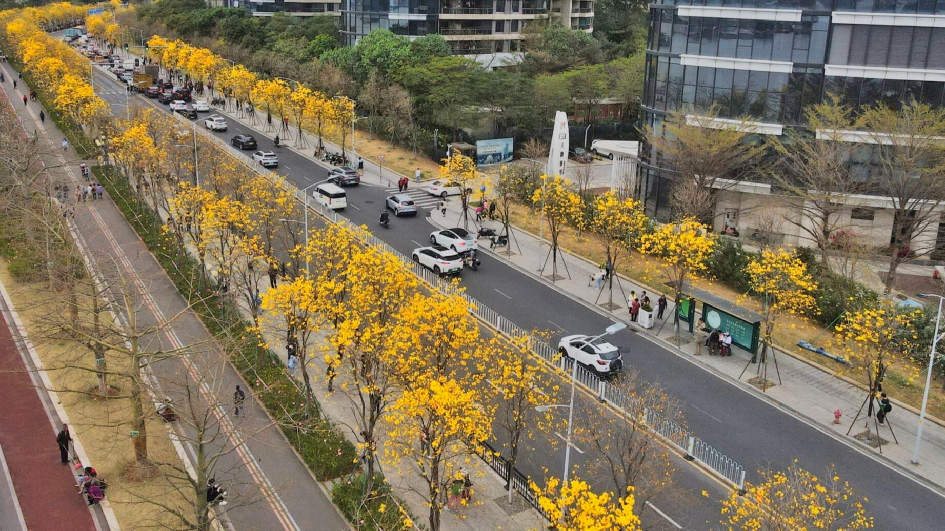 'Golden avenue' in Guangzhou's Haizhu District