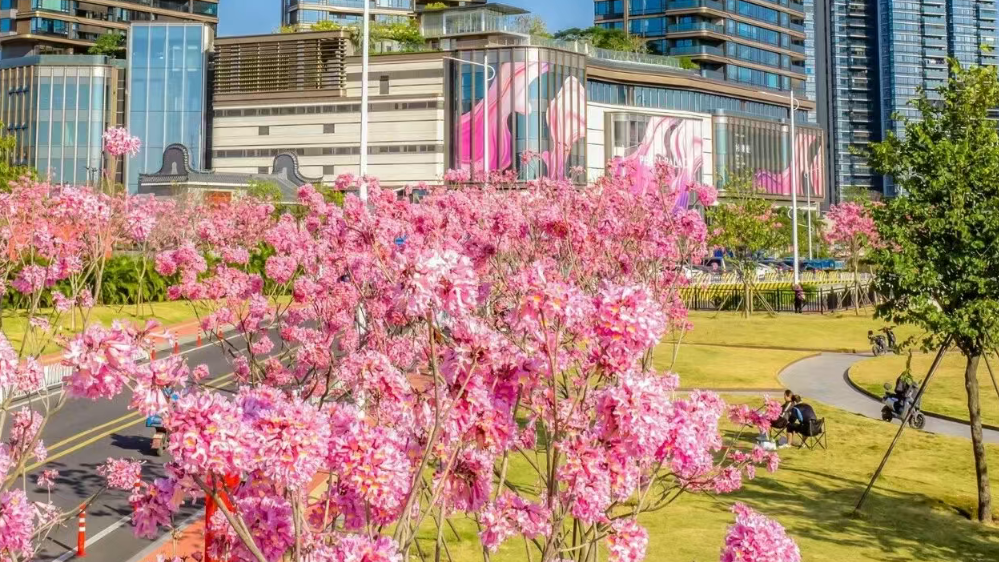 Guangzhou's Haizhu draws crowds with seasonal purple trumpet trees