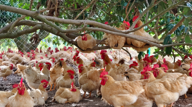 ​  Zhanjiang chicken eyes global market with ready-to-eat push