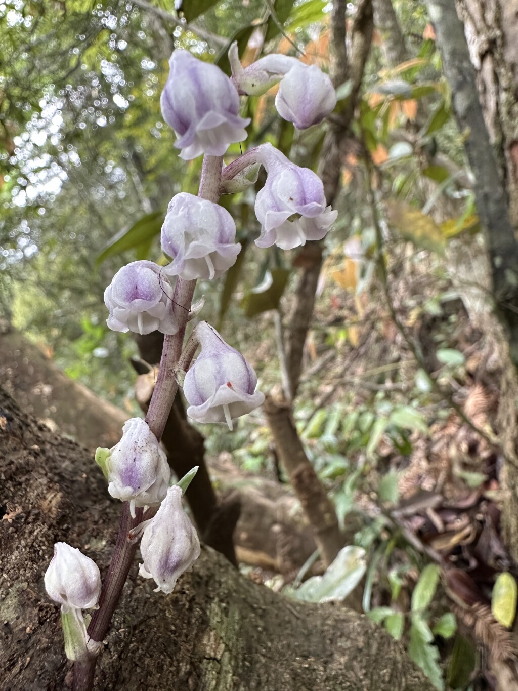 广州沿阶草（通讯员供图）