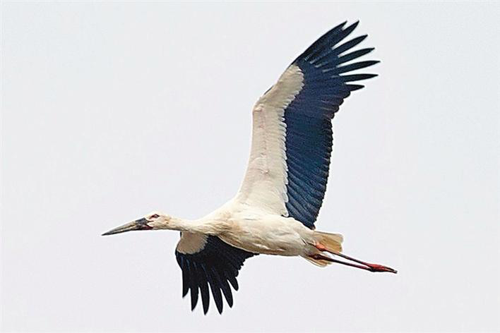Oriental white storks spend winter in Shenzhen
