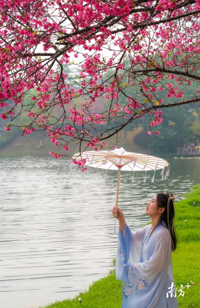 3月5日，广州创业公园，樱花簇拥盛开，穿汉服的姑娘在花下欣赏美景。 获得生命 摄