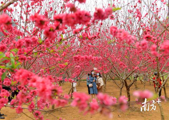 3月5日，阳江阳春市春湾石林桃花节开幕，游客在花海里踏春赏花。谭文强 摄
