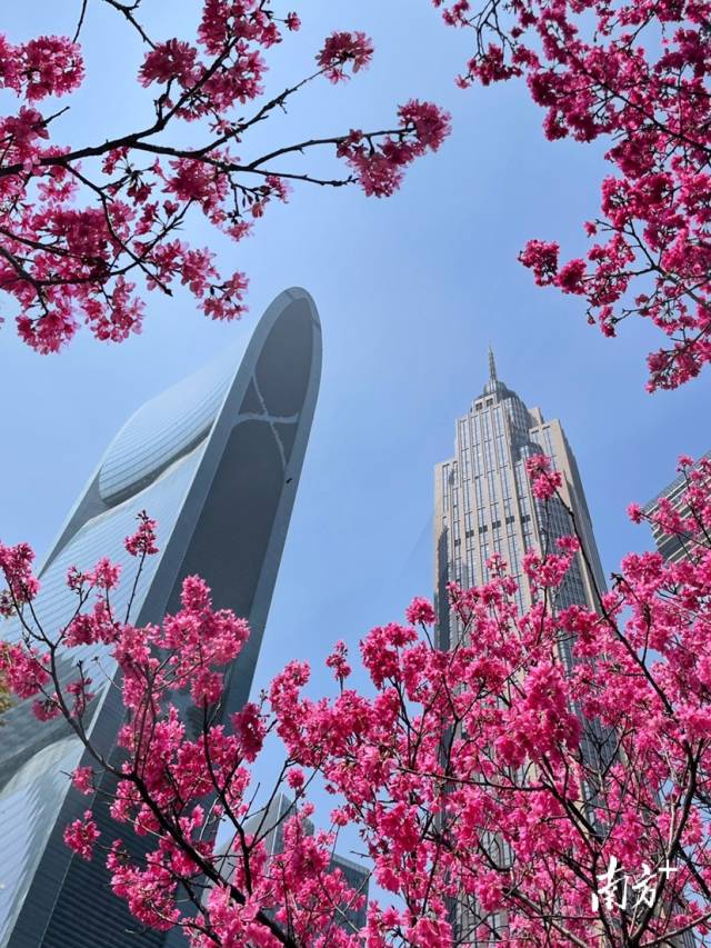3月4日，广州花城广场樱花盛开，色彩艳丽。微游寰宇 摄