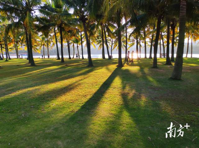 2月28日，湛江海滨公园，春日的阳光照进椰林，市民漫步其间，享受美好生活。陈永锋 摄