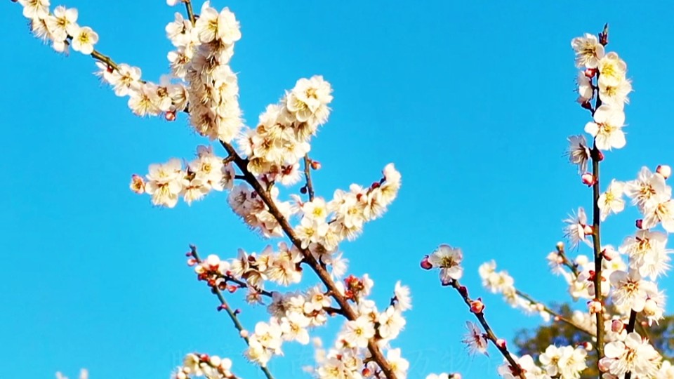 Spring is drawing near as Major Cold arrives