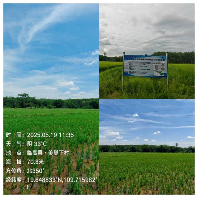 海南临县水稻品牌标杆基地。