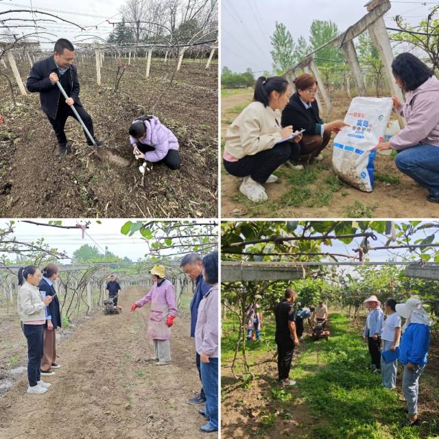 周至猕猴桃品牌标杆基地，工作人员采土样、记录猕猴桃长势情况等。