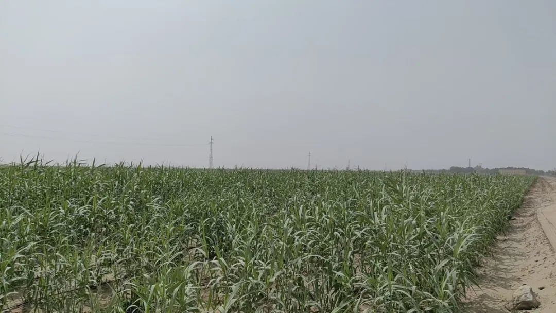 当岭南经验遇见兵团精神：粤兵携手在塔克拉玛干书写“绿进沙退”新传奇！