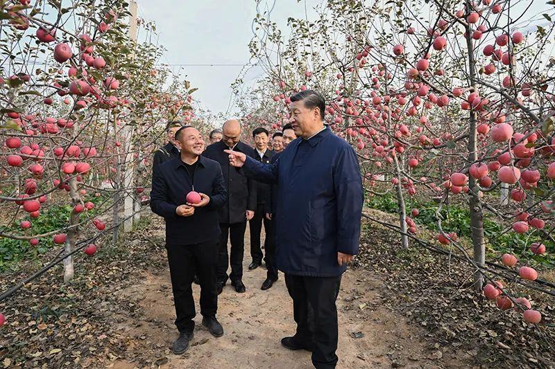 △2022年10月26日，陕西延安高桥镇南沟村，习近平总书记走进果园，向现场采摘的果农了解苹果收成。