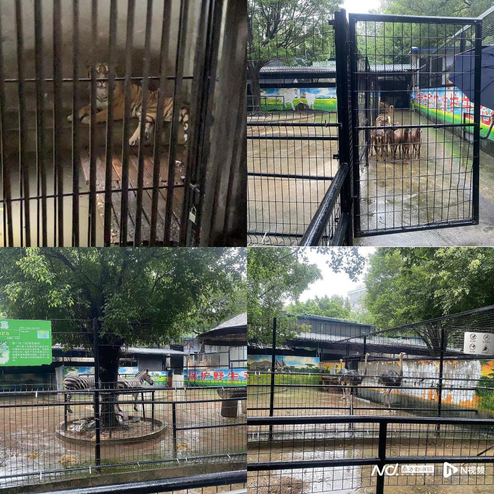 佛山中山公园有动物趁大雨出逃园方回应动物暂时不受影响
