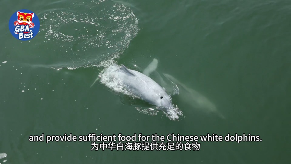 Guangdong, Guangxi, Fujian, and Hainan procuratorates jointly protect the habitat of white dolphins