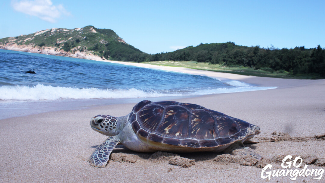 Huizhou boasts China's only nesting ground for sea turtles