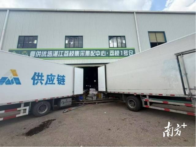 粤供优选湛江荔枝集采集配中心，几辆运输车正在等待装货。