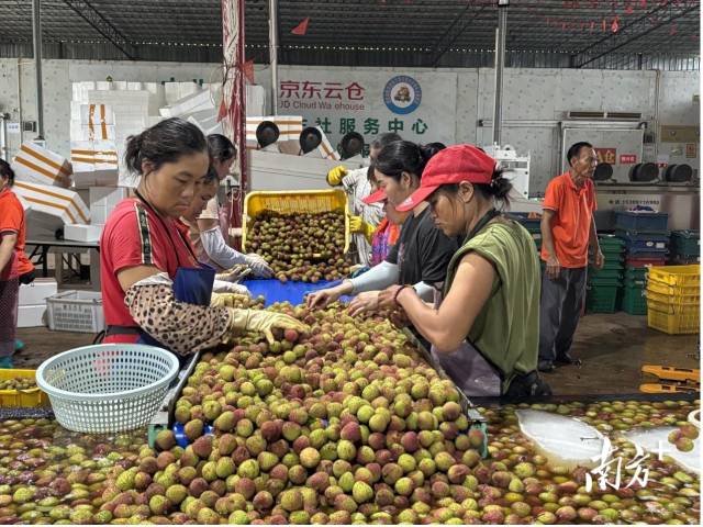 工人将荔枝放入冰水中二次冷却，随后进行二次分拣和打包装箱。