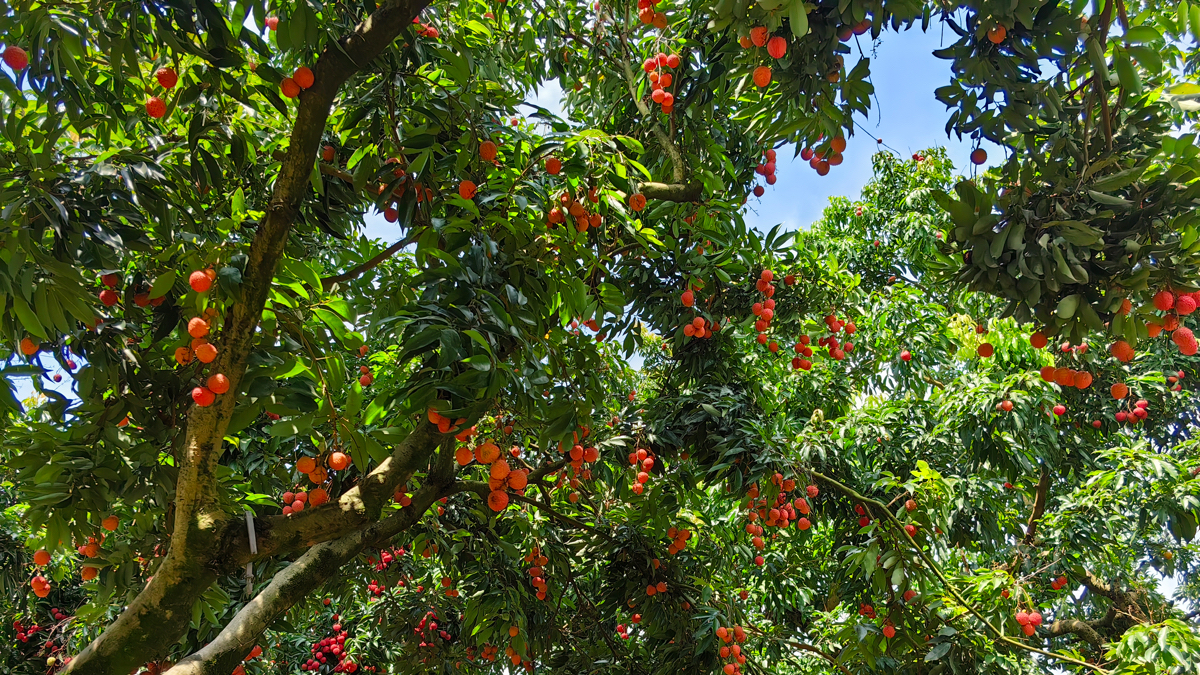 A list of Guangdong-based entities for litchi exports