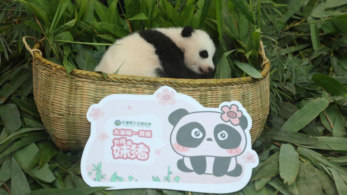 Safari park unveils character based on its newest panda baby