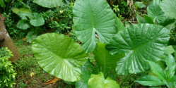 Attention! Beware of these wild vegetables when going out