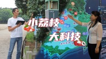 小荔枝,大科技|科技赋能“百千万” 小荔枝,大科技|科技赋能“百千万”