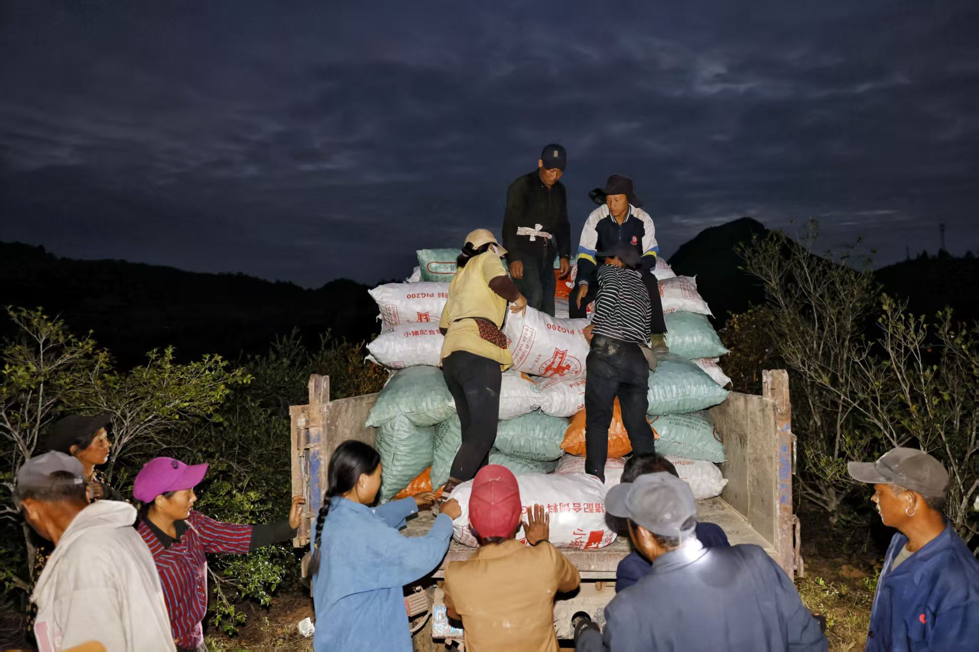 油茶鲜果装车（通讯员供图）