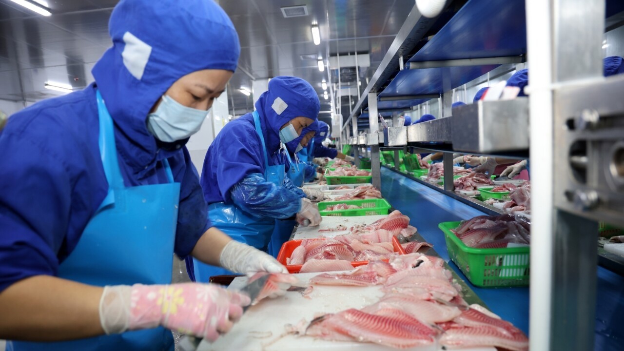 Maoming's tilapia export value reached 1.53 billion yuan in first three quarters