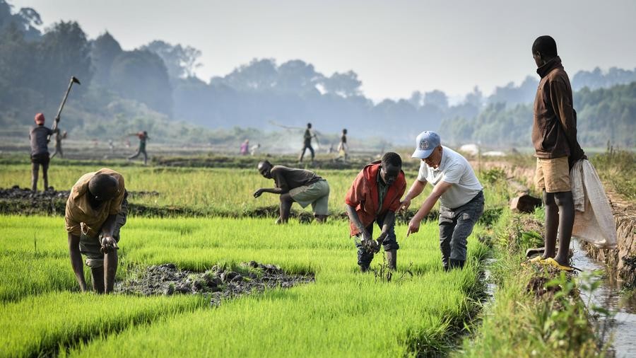 Opinião: Plantio de novas sementes para cooperação agrícola China-África