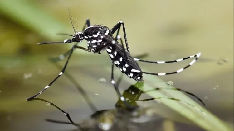 揭阳全市开展防蚊灭蚊统一行动，为期7天