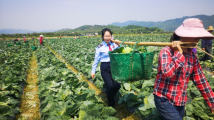 广州奋力推进乡村全面振兴 促进广大农民共同富裕