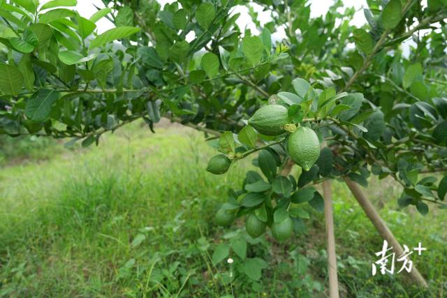 旺季时，一棵柠檬树值5000元，是村民眼中的“发财树”。 南方+ 杨兴乐 拍摄