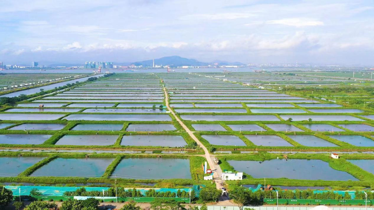 千池魚蝦躍萬頃碧波流廣州南沙萬頃沙鎮做強農產品特色品牌