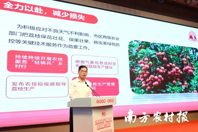 广州市农业农村局种植业处一级调研员王爱民发布2024年广州荔枝生产情况。 