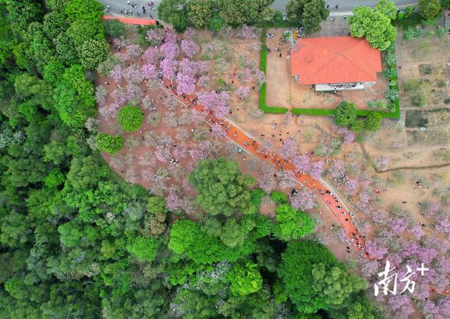 3月20日，广州十八罗汉森林公园樱花盛开，吸引大批市民前来观赏。 微游寰宇 摄
