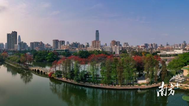 3月18日，广州东湖，五孔桥堤边，英雄花怒放。生而幸之 摄