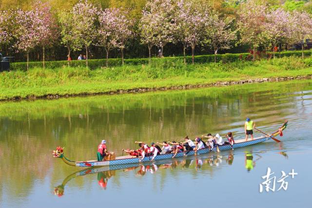 3月14日，广州海珠湖湿地公园，花红水绿龙舟竞渡。登围墙 摄