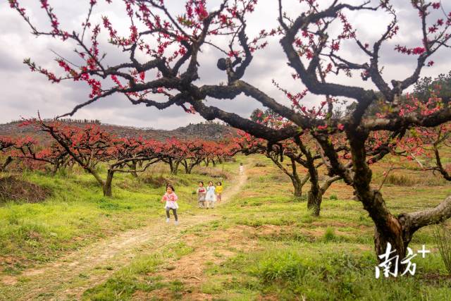 3月14日，连州市龙坪镇黄泥塘鹰嘴桃种植园桃花烂漫，小朋友在花海中嬉戏玩耍。唐志光  摄