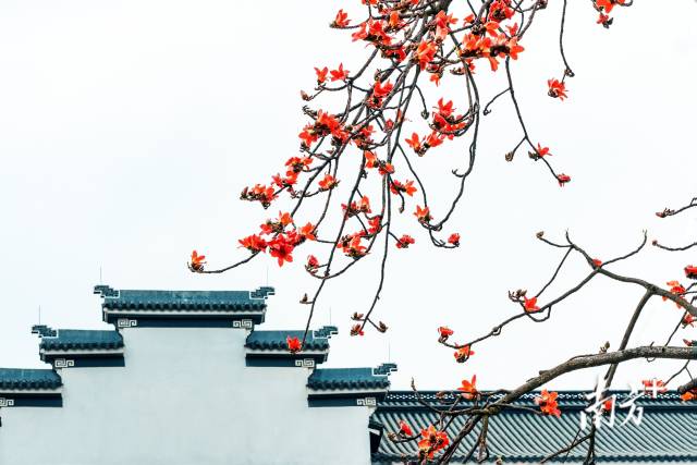 3月20日，佛山南海平州玉器街翠宝园，木棉花开满枝头，与仿古建筑相得益彰。7c拍影 摄