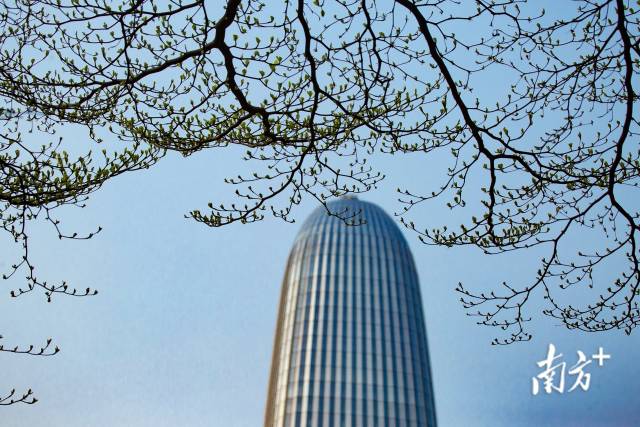 3月17日，广州新港东路，路边的小叶榄仁树，一夜之间长出嫩芽，一派勃勃生机。合群 摄