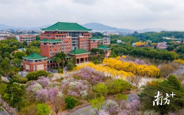 3月14日，华南农业大学校园内，繁花似锦。获得生命 摄