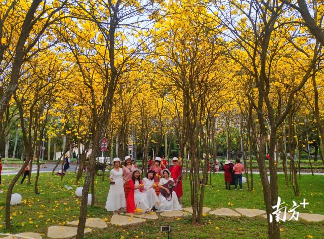 3月15日，湛江海滨宾馆金灿灿的黄花风铃木竞相开放，吸引不少市民前来踏春赏花。 陈永锋 摄