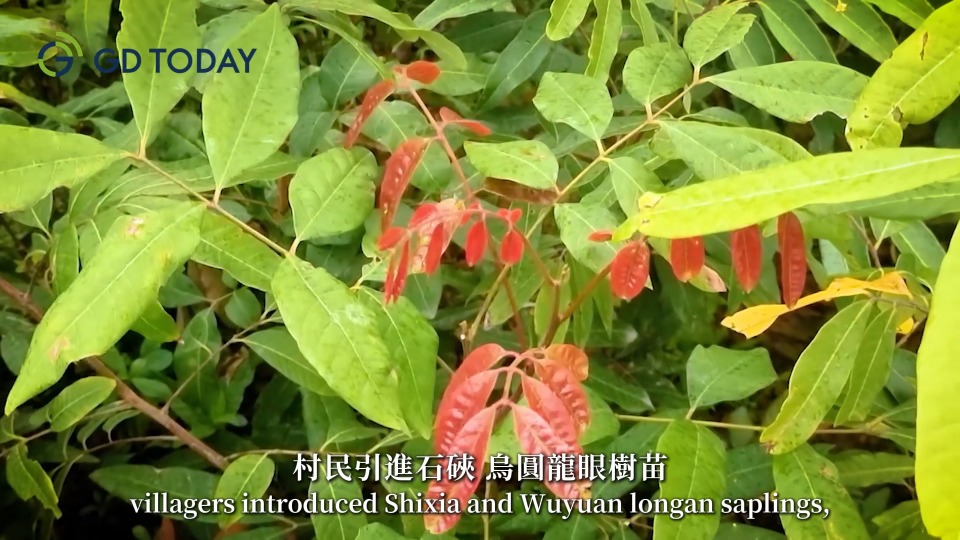 Sandbank in Xigubu Village glinting green, Shixia longan trees embodying nostalgia